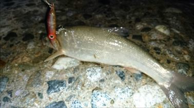 IMG_20180506_042537_R.jpg
